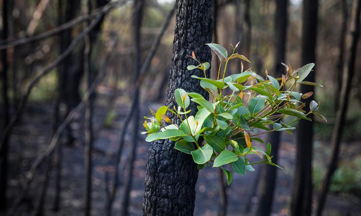 Construction of buildings in bushfire prone areas